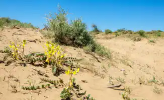 Астана готовится к знойному 5 июня: температура поднимется до +40°C