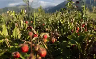 Казахстан: Погода как на американских горках — от зноя до грозы в один день!