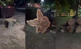 Алматы: Зелёные стражи города падут под ножом – горожане в шоке от вырубки деревьев в центре