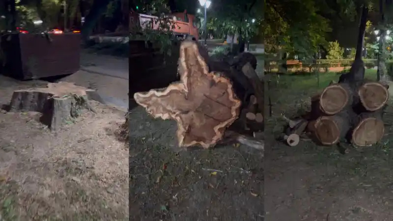 Алматы: Зелёные стражи города падут под ножом – горожане в шоке от вырубки деревьев в центре Атырау