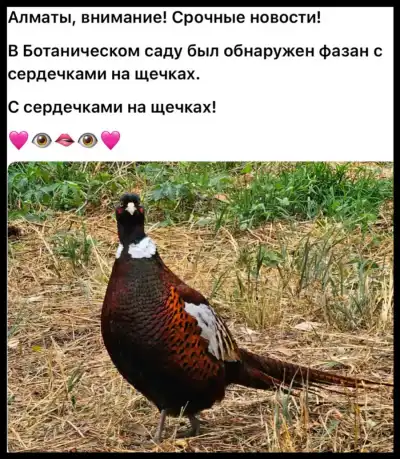 Фазан с сердечками
