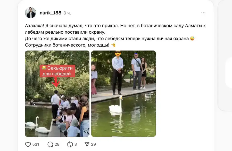Фотографии 'личного охранника' лебедей в Алматы