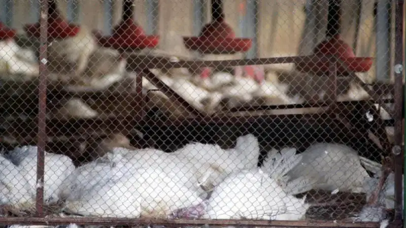 Птичий грипп в Германии: 500 000 птиц под ножом Атырау