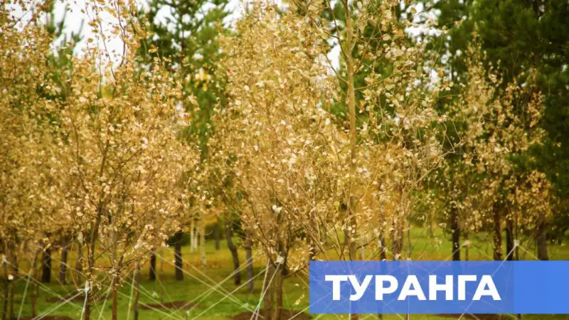 В Астане высадили сакральное дерево туранга Атырау