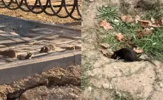 Алматы в панике: нашествие крыс угрожает санитарной безопасности города