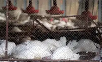 Птичий грипп в Германии: 500 000 птиц под ножом