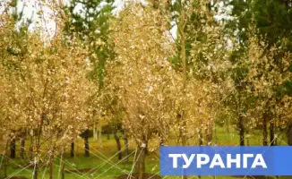 В Астане высадили сакральное дерево туранга