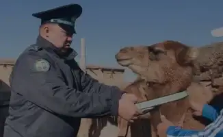 В Атырау светоотражающие ленты на животных помогут снизить ДТП в рамках акции «Правопорядок»