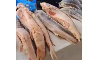 В Астане на прилавках обнаружены осётры, несмотря на мораторий на вылов: активист Аслан Омаров призывает к действиям