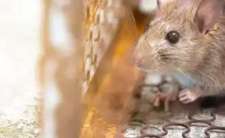 Атырау в плену грызунов: жители требуют от властей разорвать крысиный круг