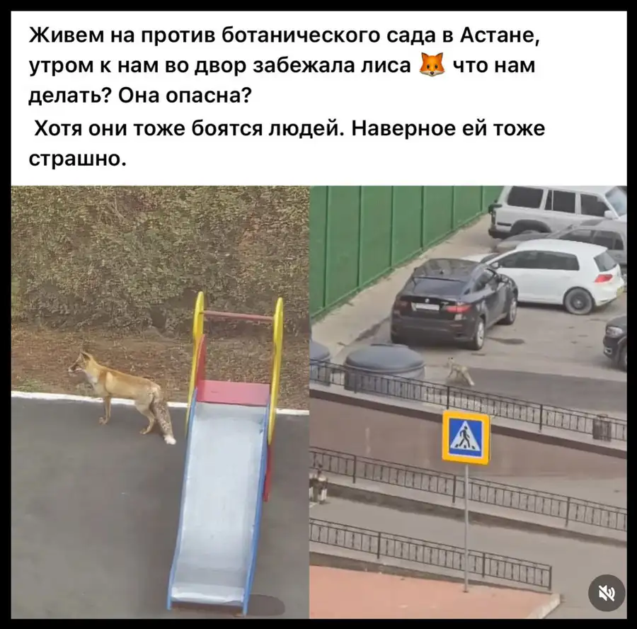 Лиса в Астане
