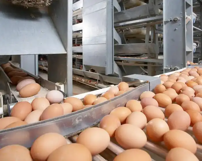 Незаконный ввоз куриных яиц из России остановлен на границе ЕАЭС Атырау