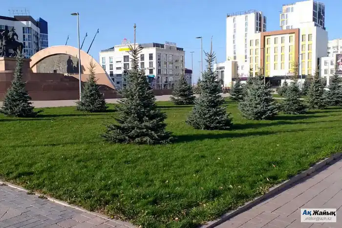 Хвойные деревья в Атырау: риск или экологическая надежда для города? Атырау