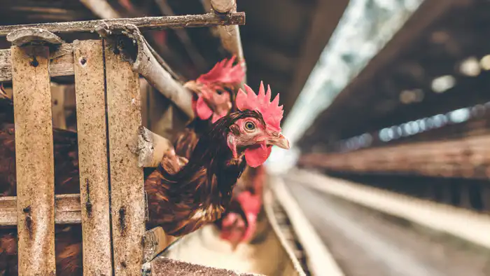 Смерть от H5N5: птичий грипп атакует человека впервые Атырау