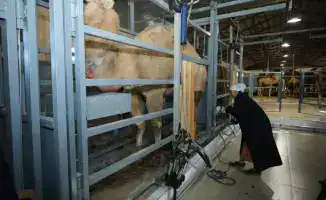 Открытие цеха по производству верблюжьего молока в Мангистауской области: новые возможности для местной экономики и агропромышленного комплекса