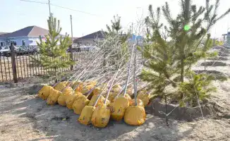 В Атырау высажено около 4 тысяч деревьев в рамках осенней кампании по озеленению