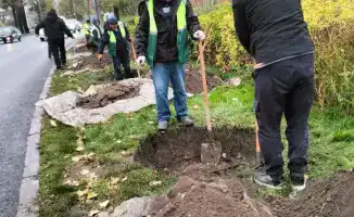 Турксибский район Алматы: 772 тыс. деревьев и новые улицы для озеленения