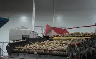 Лук и картофель: урожайные горизонты Казахстана в 2025 году