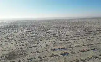 Началась осенняя посадка саксаула на осушенном дне Аральского моря