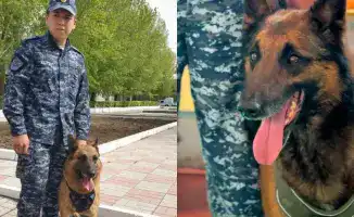 Собаки-полицейские: нюх на преступления и наркотики