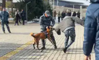 Четвероногий детектив: как собака покорила студентов