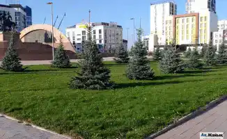 Хвойные деревья в Атырау: риск или экологическая надежда для города?