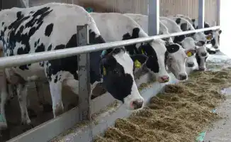 Расширение экспорта животноводческой продукции Казахстана: новые возможности для экономики и бизнеса