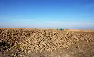 Развитие свекольной отрасли в Меркенском районе