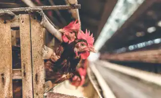 Смерть от H5N5: птичий грипп атакует человека впервые