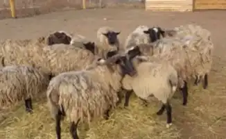 Ночное нападение хищника в Кульсары: местные жители обеспокоены безопасностью скота