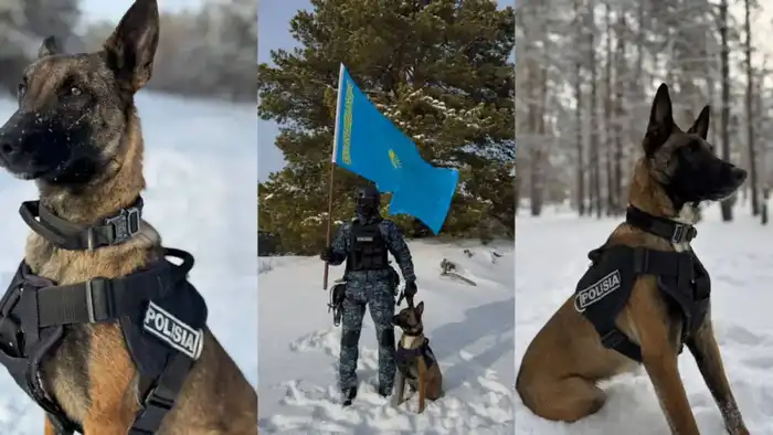 Раскрытие 28 преступлений служебными собаками в Абай Атырау