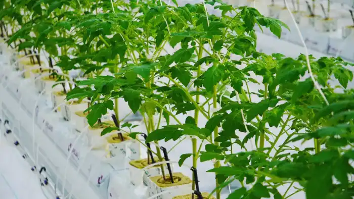 Тепличный комплекс мощностью 27 000 тонн овощной продукции в год запустили в Туркестанской области Атырау