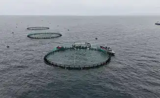 В Мангистау запустили первый в Центральной Азии проект морской аквакультуры с выпуском 6 000 кг форели