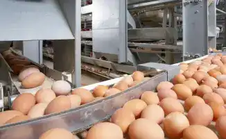 Куриные яйца под замком: Казахстан вводит временный запрет на ввоз