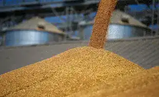 Экспорт зерна Казахстана увеличивается до рекордных объемов