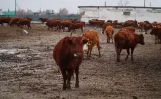 В Ерейментауском районе запускается мясной кластер с инвестициями 15,5 млрд тенге