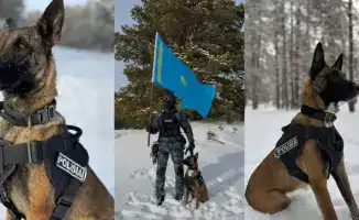 Раскрытие 28 преступлений служебными собаками в Абай