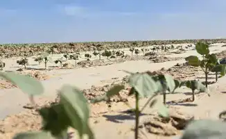 В Туркестанской области планируют создать крупный кластер для полного цикла производства от хлопка до одежды