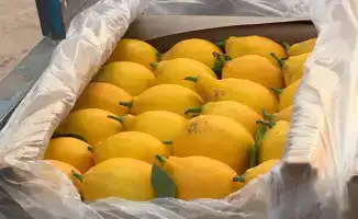 Сарыагаш лимоны урожай 200 тонн теплица