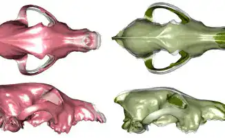 КАЗАХСТАНСКИЕ УЧЕНЫЕ РАСКРЫВАЮТ СТАРИННЫЕ ТАЙНЫ СКАЗОЧНЫХ ПУШИСТИКОВ