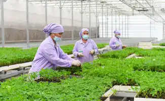 Аграрный двигатель Туркестанской области: 20% ВРП и урожайные рекорды 2023 года