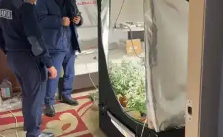 Незаконное выращивание наркотиков в Алматы: последствия для жителей многоквартирного дома и общественной безопасности