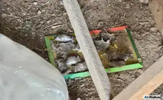 Нашествие мышей парализовало жизнь трёх сёл Махамбетского района: Бейбарыса, Талдыкола и Аккайына, где с 19 ноября продолжается борьба с грызунами.