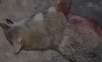 Нападения на скот в посёлке Жана Каратона: гибель овец и коз, собака на камерах наблюдения