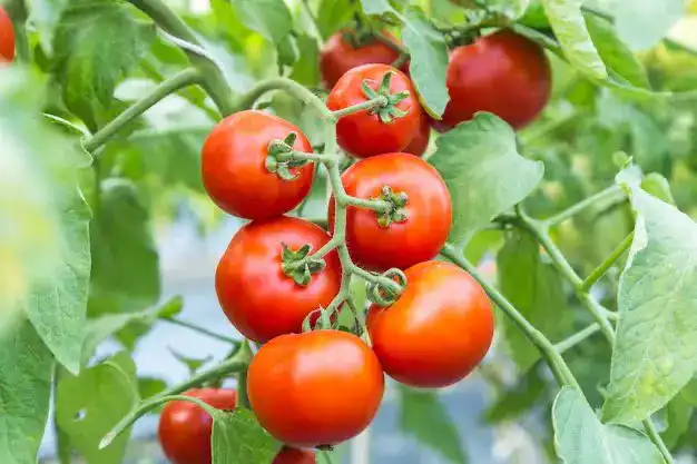 Факт ввоза зараженной подкарантинной продукции выявлен в аэропорту Астаны (2)
