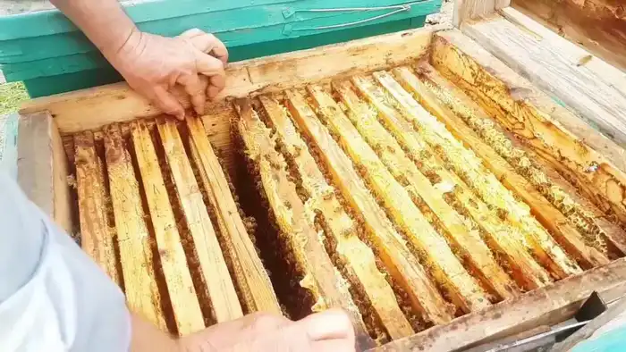 Попытка незаконного транзита продукции пчеловодства пресечена на ветеринарном контрольном пункте "Карасу" Атырау