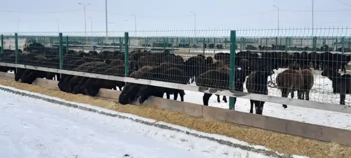 Эдильбаевская порода овец показала один из самых высоких показателей мясной продуктивности в Казахстане (2)