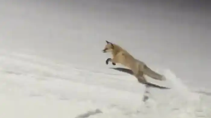 Лиса на скейтборде: необычное зрелище на трассах Алматы Атырау