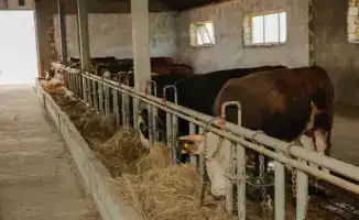 Госпрограммы поддержки способствуют росту сельского хозяйства и увеличению поголовья скота в Атырауской области