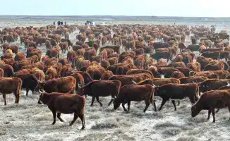 Сузак: Крупный рогатый скот на мясо в росте!
